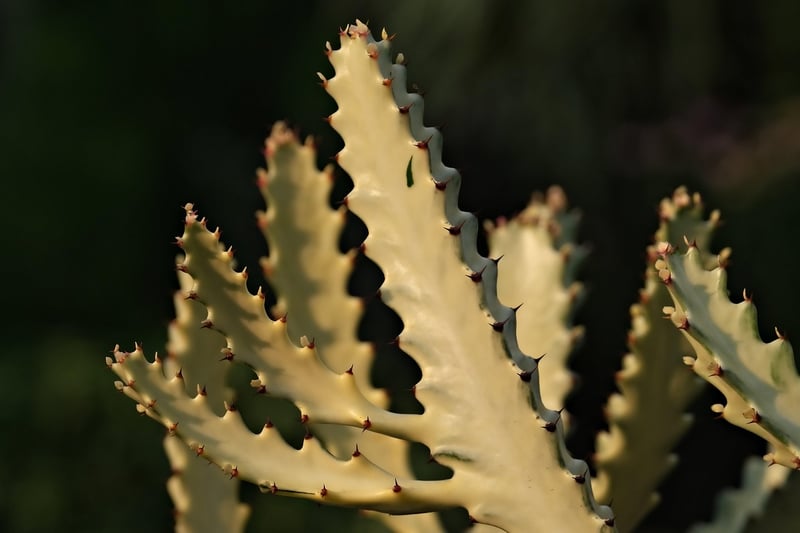 Cactus in a pot